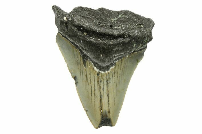 Bargain, Juvenile Megalodon Tooth - North Carolina #294438